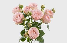 Pink Roses